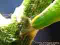 Close-ups of Sara Orange-Tip butterfly pupa, and cremaster attachment
